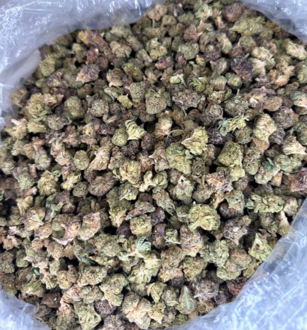 Slurricane strain